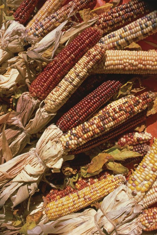 Different coloured corn