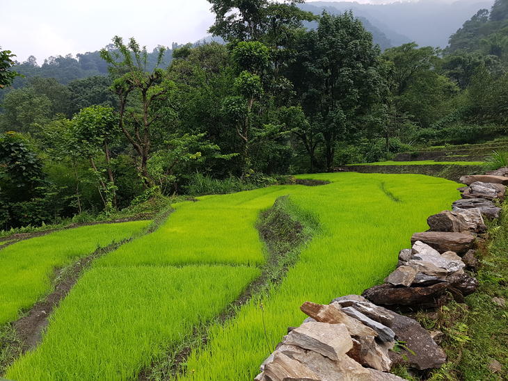Local varieties of rice in terraces