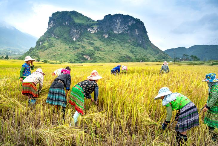 Farmers picking rice spikes on plantation against ridges