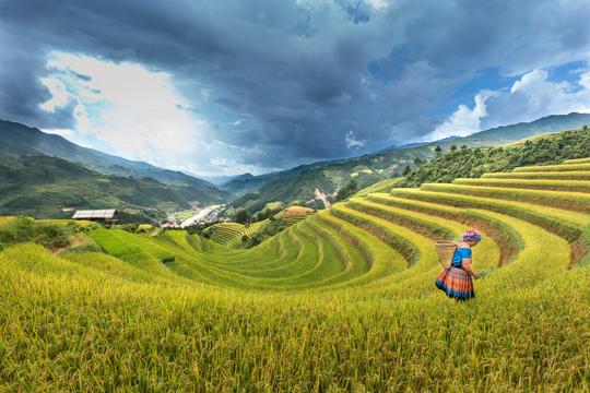 Photo: Woman standing on rice field