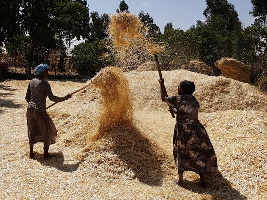 Women working with hay