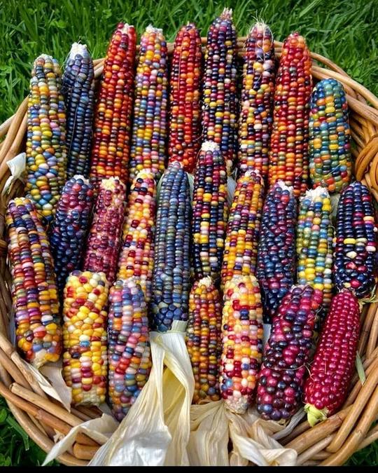 Photo: Sifiso Zulu/ Maize diversity in South Africa