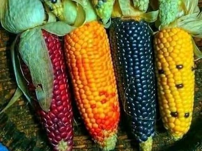 Photo: Sifiso Zulu / Maize diversity in South Africa