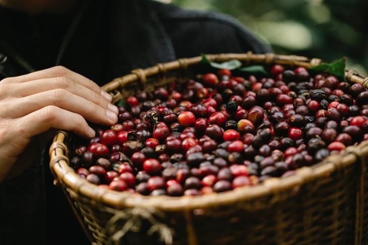 Berries in a basket. Photo: Michael Burrows / Pexels